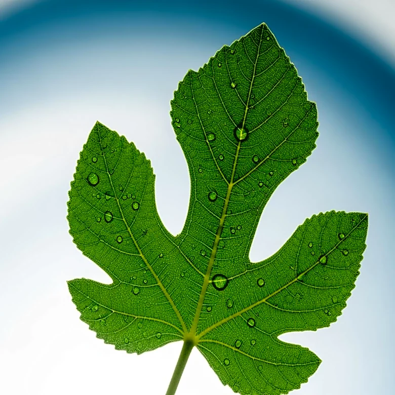 Ashvattha Therapeutics Unveils Promising Results for Migaldendranib in Eye Disease Treatment