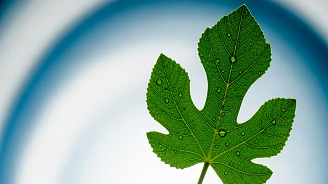 Ashvattha Therapeutics Unveils Promising Results for Migaldendranib in Eye Disease Treatment