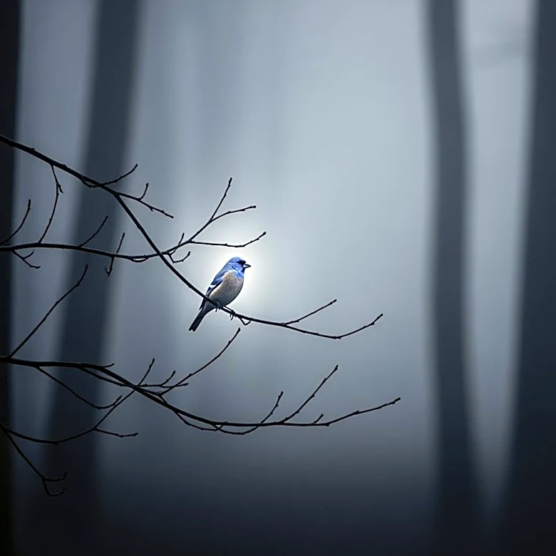 Blue Finch Films Acquires Worldwide Sales Rights for Tribeca Horror 'Recluse'