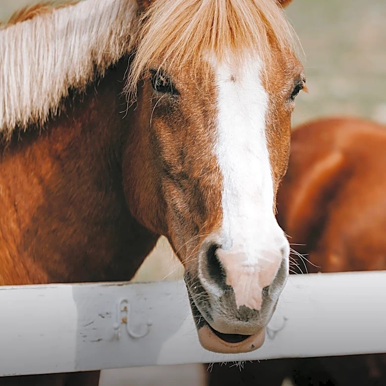 Equine Therapy Offers Mental Health Benefits for Seniors Facing Loneliness and Depression