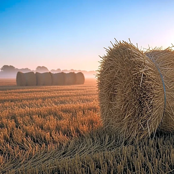 Agricultural Straw Identified as Key Resource for Reducing Greenhouse Gas Emissions