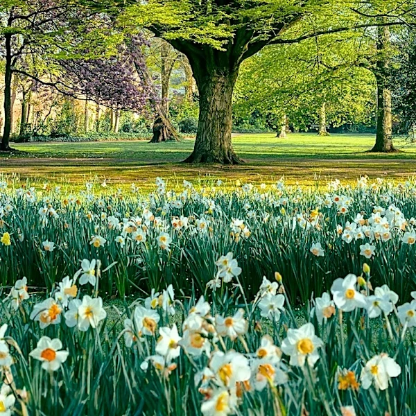 Coggin Heeringa Reflects on the Miracle of Springtime and Greenery