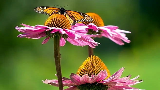 Illinois Native Plant Sale Aims to Boost Monarch Butterfly Population
