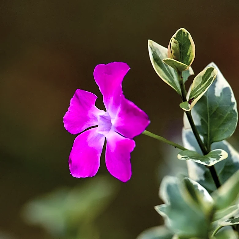 UCLA's Mathias Botanical Garden Hosts Second Annual Clarkia Flower Festival