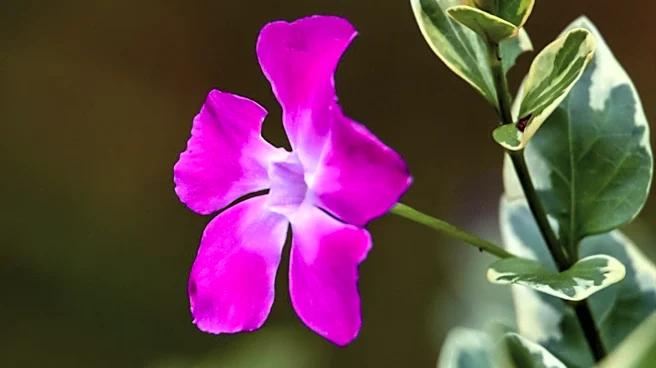 UCLA's Mathias Botanical Garden Hosts Second Annual Clarkia Flower Festival