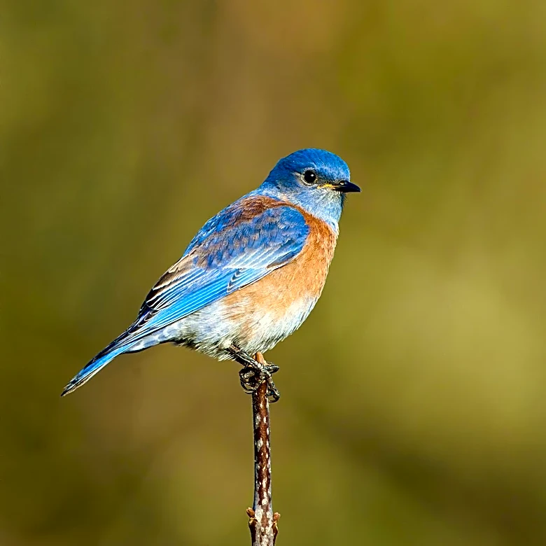 Native Plant Sale in Godfrey Supports Biodiversity and Songbirds