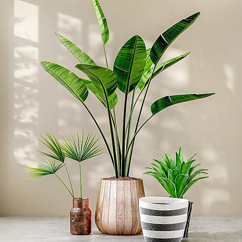 Houseplants Offer Natural Cooling Solution for Homes
