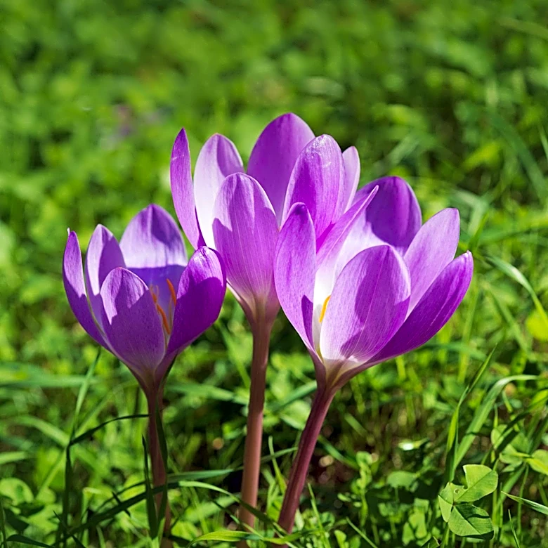 Kane County Utilizes iNaturalist App to Educate Public on Spring Ephemerals