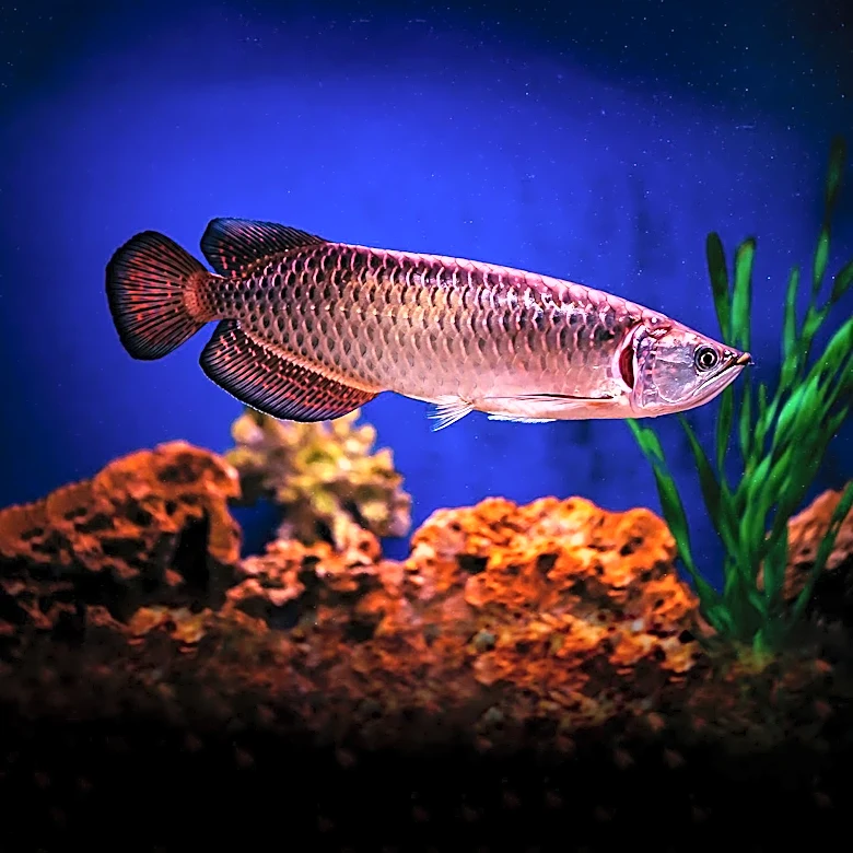 Consumer Reports Questions the Efficacy and Quality of Fish Oil Supplements
