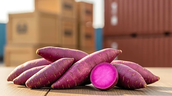 Ube's Rising Popularity Faces Supply Chain Challenges Amid Global Demand