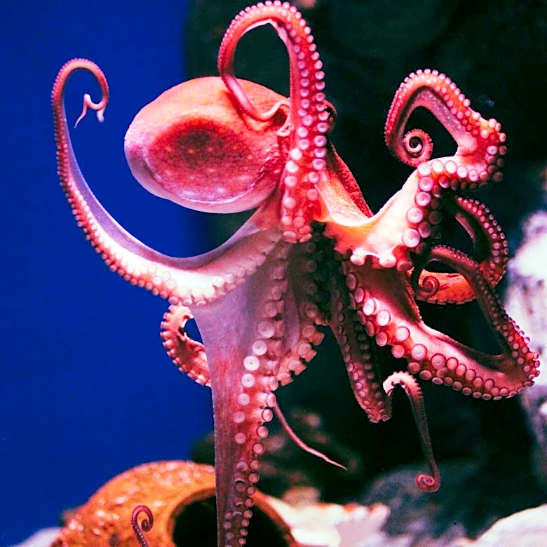 Study Suggests Seafood Consumption May Reduce Alzheimer's Risk