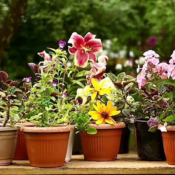 Brockton Garden Club Announces Annual Plant Sale to Support Civic Beautification