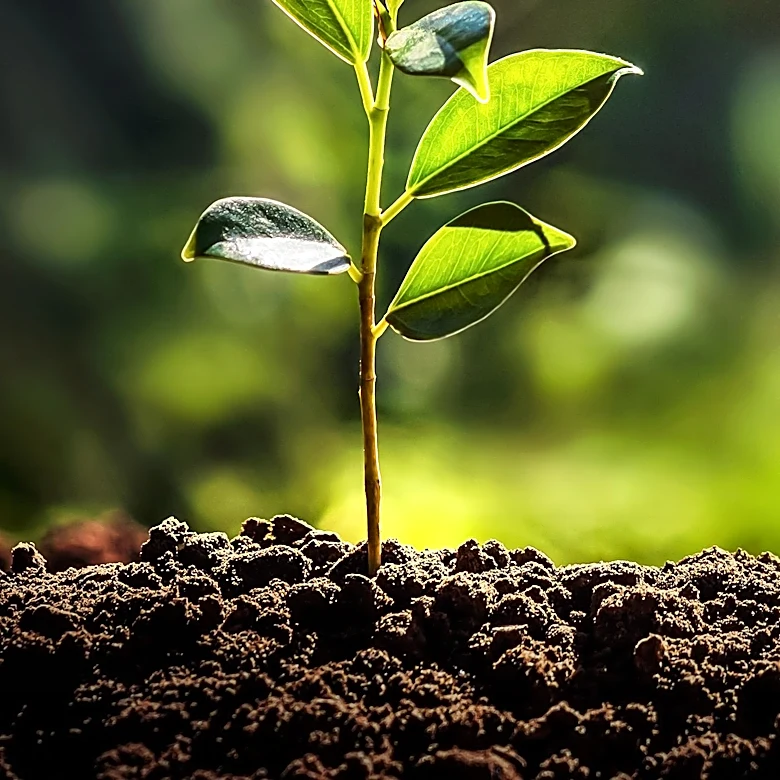 Digital Soil Meter Offers Precision in Plant Care, Now Available at Discount