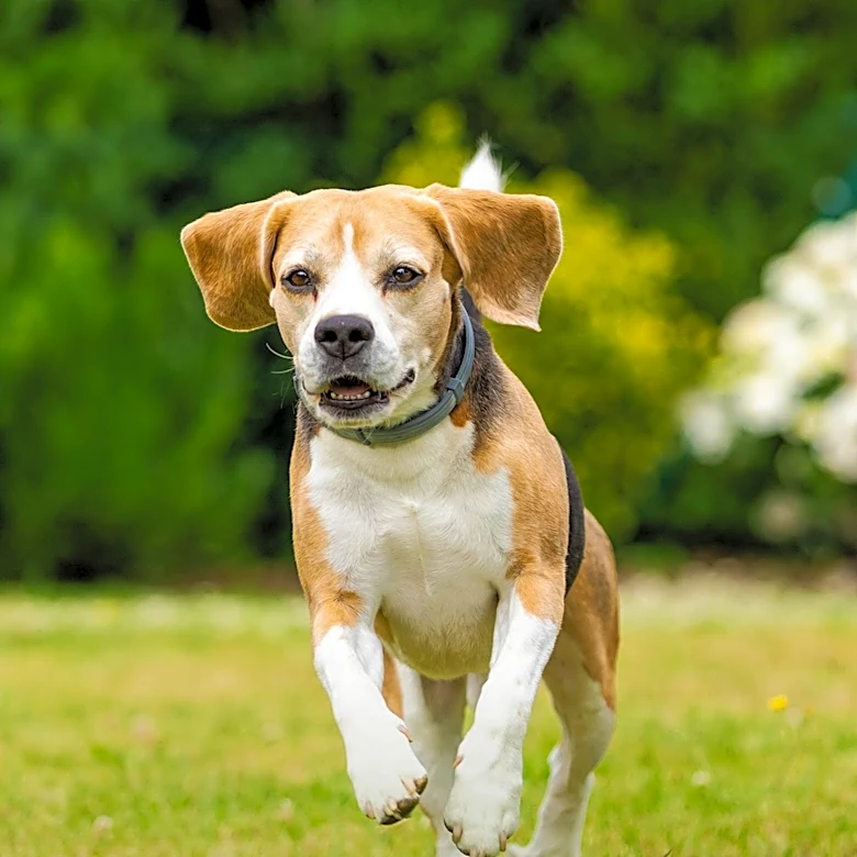 Beagles Rescued from Wisconsin Research Facility Find New Hope in Tri-State Area