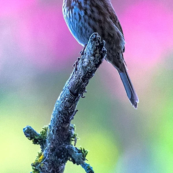 Lawyer and Bird Photographer Tahmina Watson Advocates for Joy as a Professional Tool