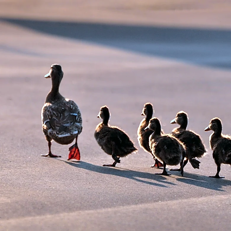 Annual Tradition: Mother Duck and Ducklings Walk Through Massachusetts School