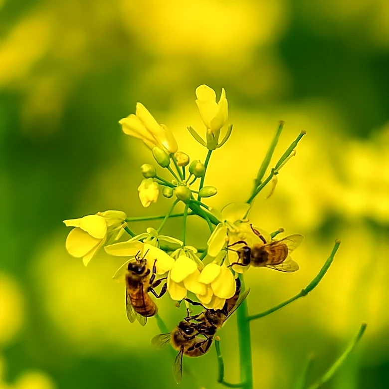 Preserving Pollinators Crucial for Health and Economic Benefits