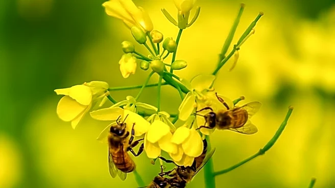 Preserving Pollinators Crucial for Health and Economic Benefits