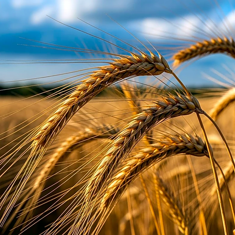 MarketBeat Identifies Top Agriculture Stocks Amid Market Volatility