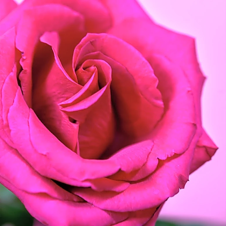 Rosa Madera Hosts Cinco de Mayo Celebration in Sacramento
