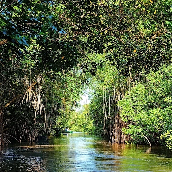 Captain Wayne's Airboat Rides Highlight Conservation in Florida Everglades