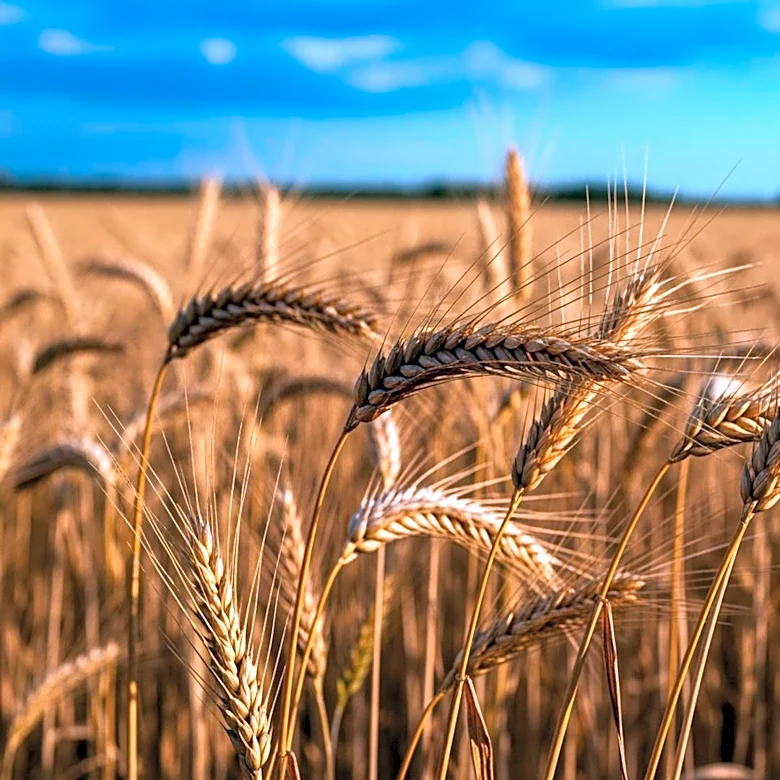 Top Agriculture Stocks to Watch Amid Market Volatility