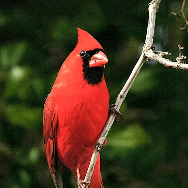 Cornell Lab of Ornithology Mobilizes Global Birdwatching Effort