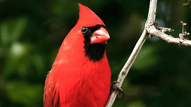 Cornell Lab of Ornithology Mobilizes Global Birdwatching Effort