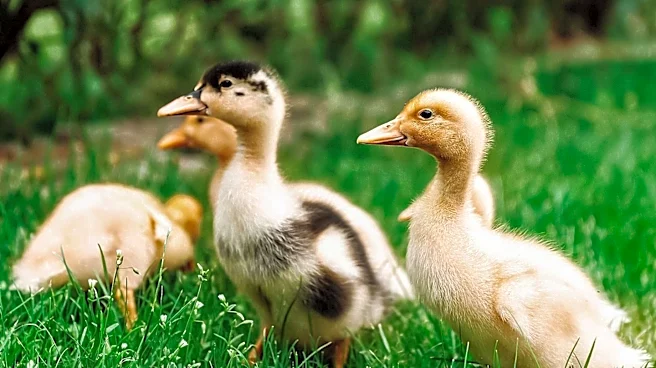 Elementary School Custodian Assists Ducklings in Safe Journey Home