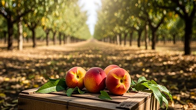 California Farmers Forced to Destroy Peach Trees After Del Monte Cannery Closures