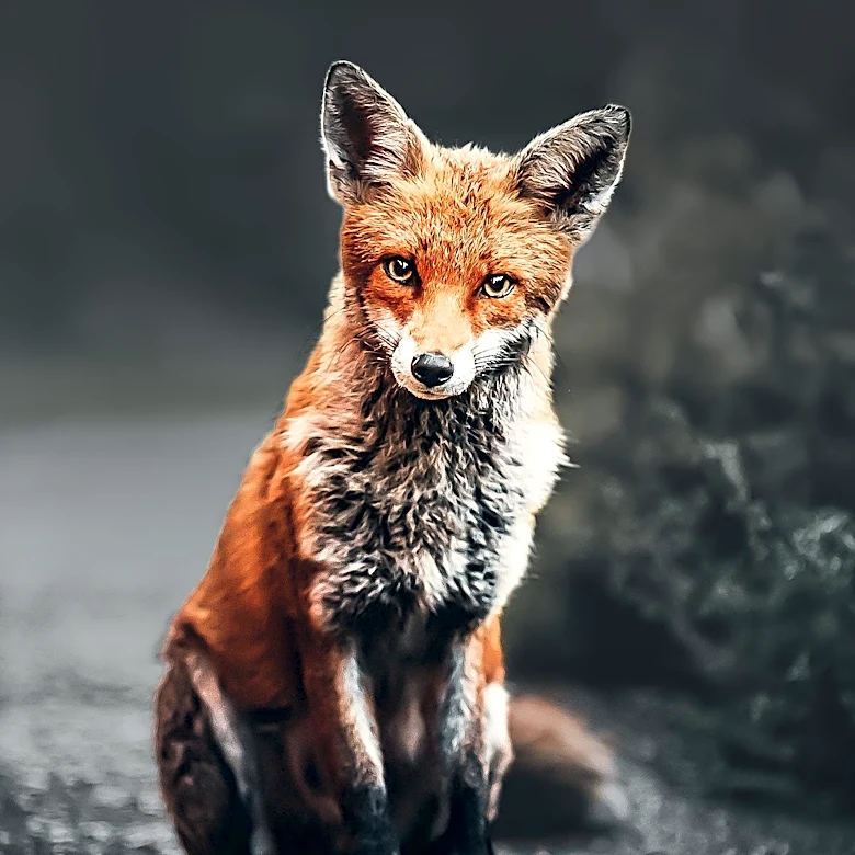 Michelle Robinson Welcomes Fox into Home During Thunderstorm, Video Goes Viral