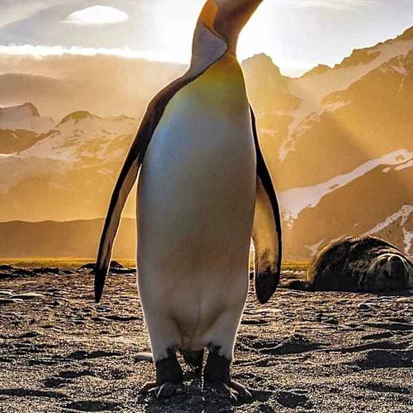 David Attenborough Celebrates 100th Birthday with Global Tributes