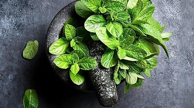 Leafy Vegetables Identified as Sustainable Mining Tools for Metal Extraction