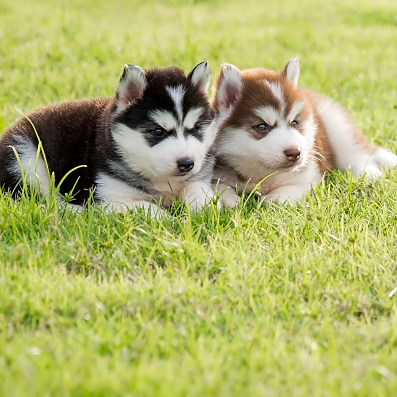 Denali National Park Launches Live Webcam for Sled Dog Puppies