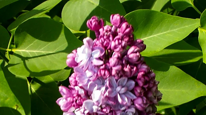 Mother's Day Celebrations in Massachusetts Feature Lilac Stroll and Shopping Spree
