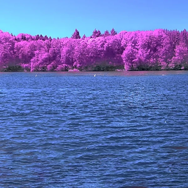 Old Cameras Gain New Life Through Infrared Conversion for Unique Photography