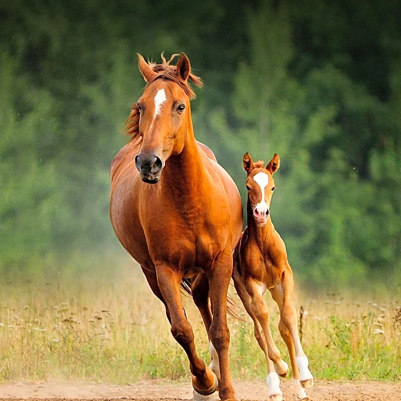 Nature's Bond: Mares and Foals in South Dakota's Black Hills