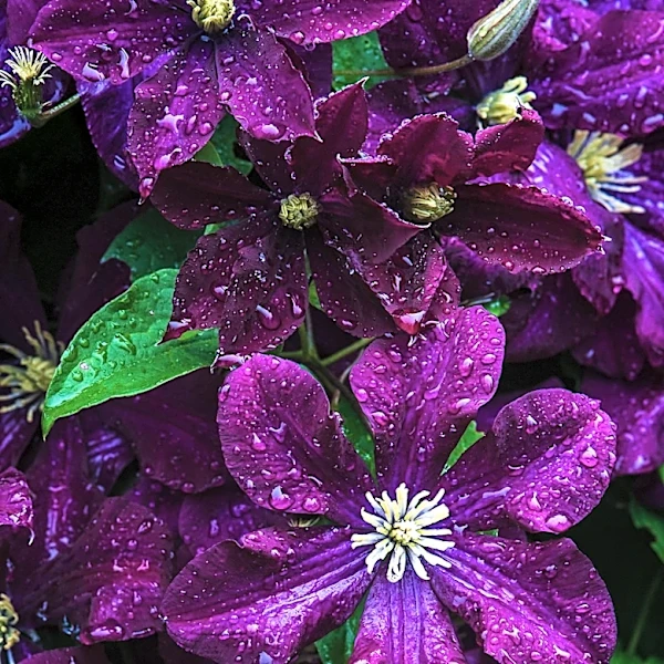 Clematis Care in May: Essential Steps for Thriving Summer Blooms