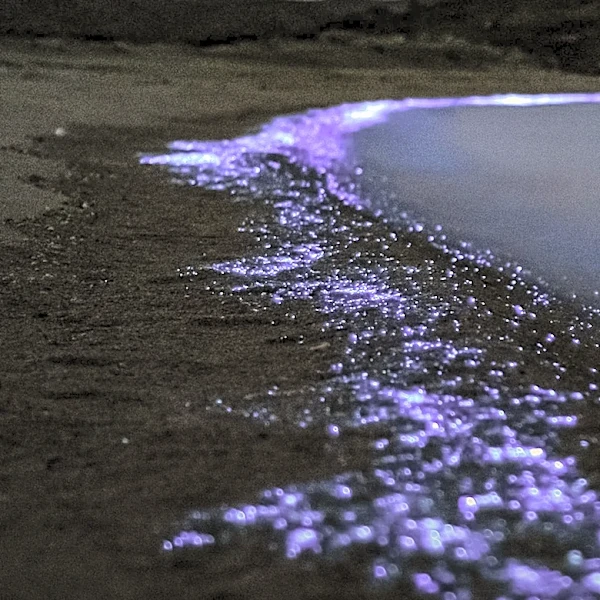 St. Augustine Launches Bioluminescent Night Tours to Boost Tourism