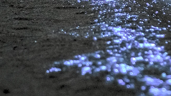 St. Augustine Launches Bioluminescent Night Tours to Boost Tourism