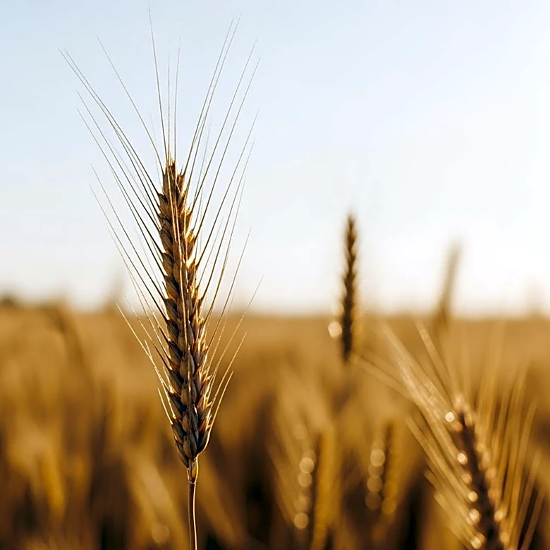 Bloomberg News Expands Agriculture Coverage with New Hire