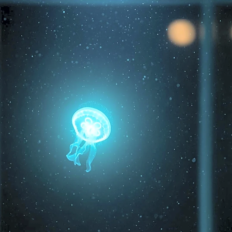 Netflix's 'Remarkably Bright Creatures' Sparks Emotional Reactions Among Viewers
