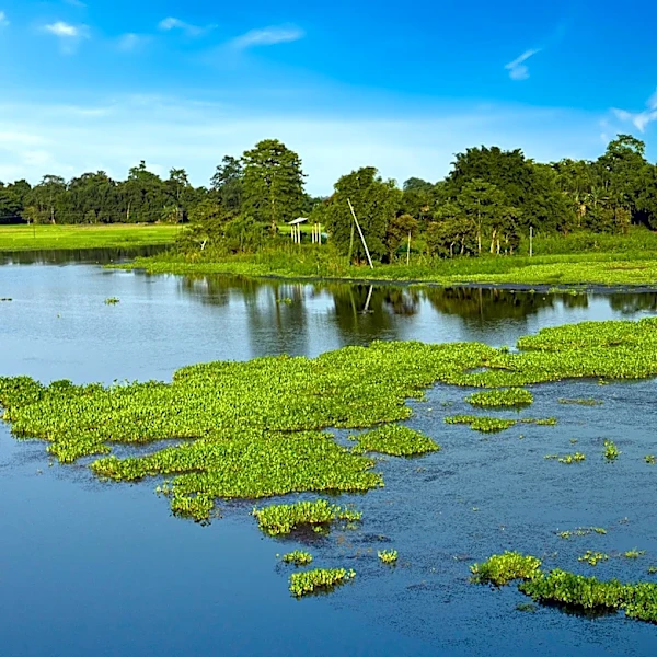 Eco-Tourism Boosts Demand for West Palm Beach Airboat Experiences Amid Summer Season