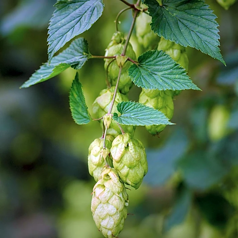 Vermont Brewers Festival Introduces VIP Experience for 2026 Event