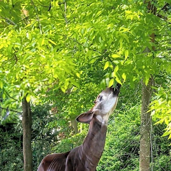 Elmwood Park Zoo Offers Free Admission on Major Summer Holidays