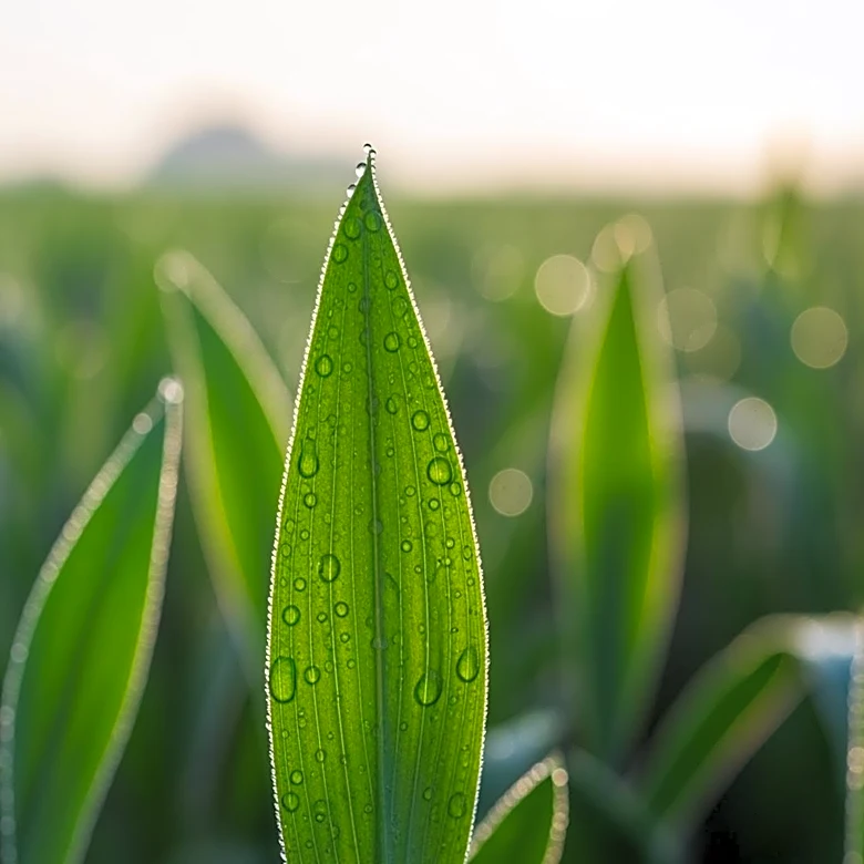 Bayer's Crop Science Success Boosts Earnings Amid Legal Challenges