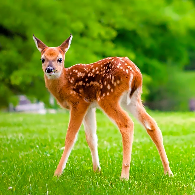 Mackinac State Historic Parks Hosts Free Hike to Showcase Spring Wildlife