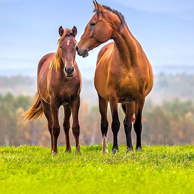 State Line Tack's Ride It Forward Program Supports Equine Rescues Amid Funding Crisis