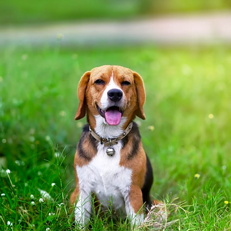 Beagles Rescued from Research Lab Find New Homes with Foster Families