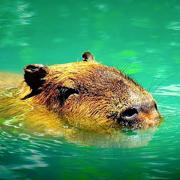 Neuty the Nutria, Beloved Pet and Social Media Star, Dies of Cancer